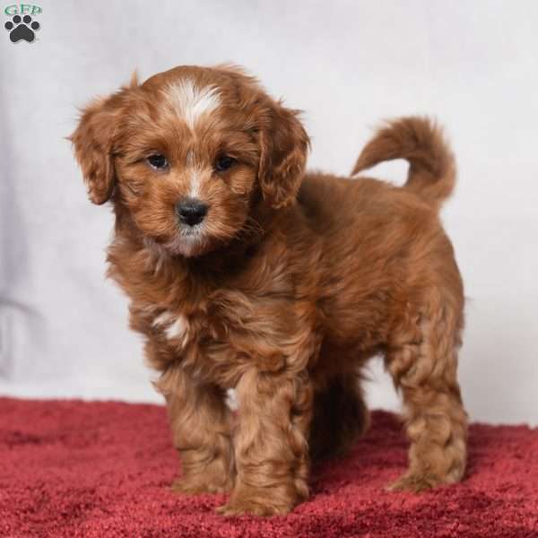 Kassidy, Cavapoo Puppy